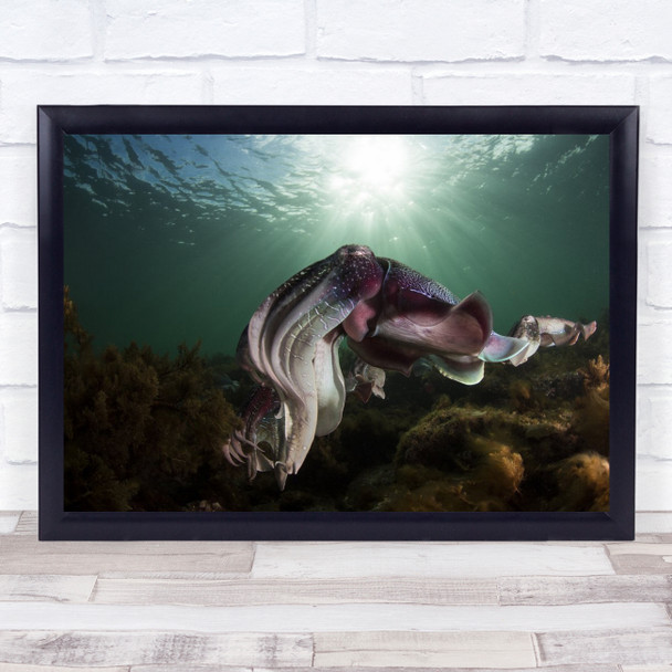 Showing Off large jelly fish Sealife underwater Wall Art Print