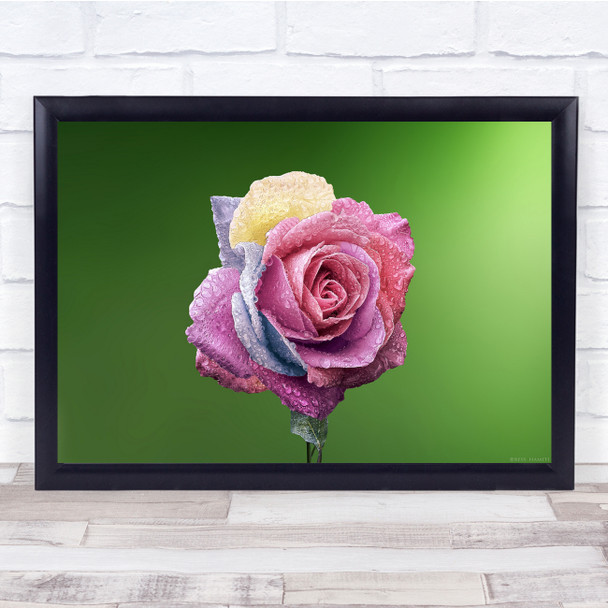 Macro Rose Pink Flower Floral Flowers Drop Wet Wall Art Print