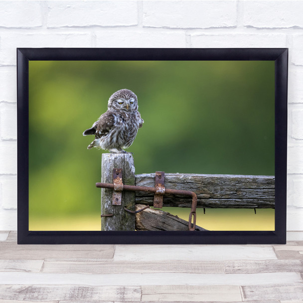 Owls Little Birds Bokeh Wildlife Nature Animal Wall Art Print