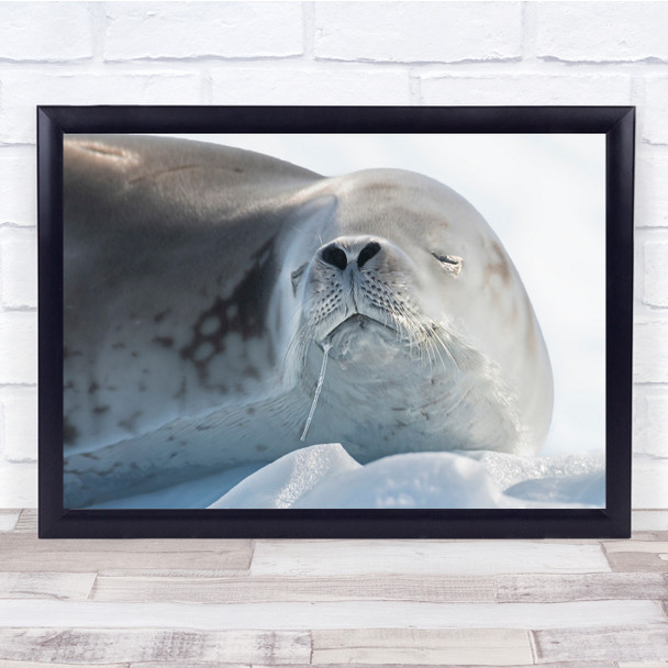 Seals Animals nature Frozen Cold Ice Face Nose Wall Art Print