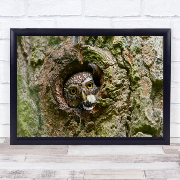 Wildlife Assaf Gavra Sun Owl peeking Tree Hole Wall Art Print
