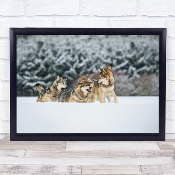 Wolves Discuss fight animals snowy trees field Wall Art Print