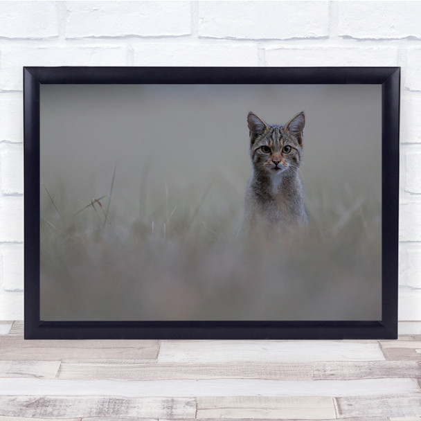 Animals Cats Feline Bokeh Beige Grass Curious Wall Art Print