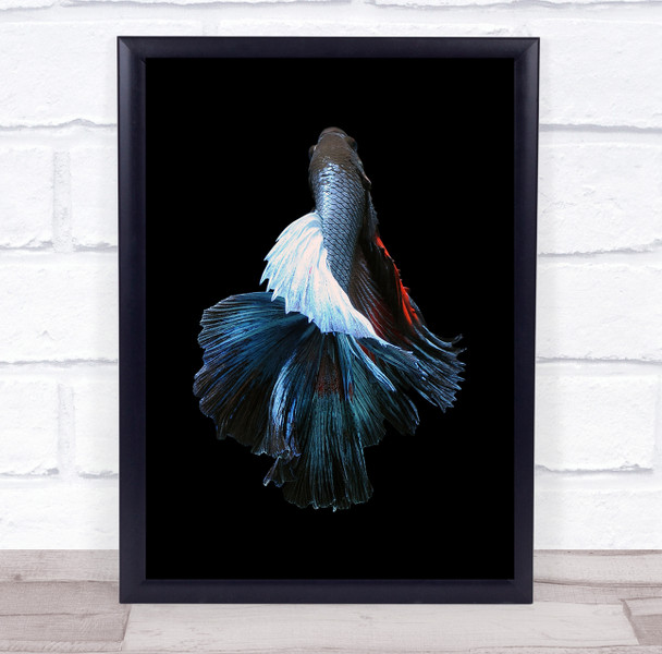 Bettafish Betta Fish Animals Background Macro Wall Art Print