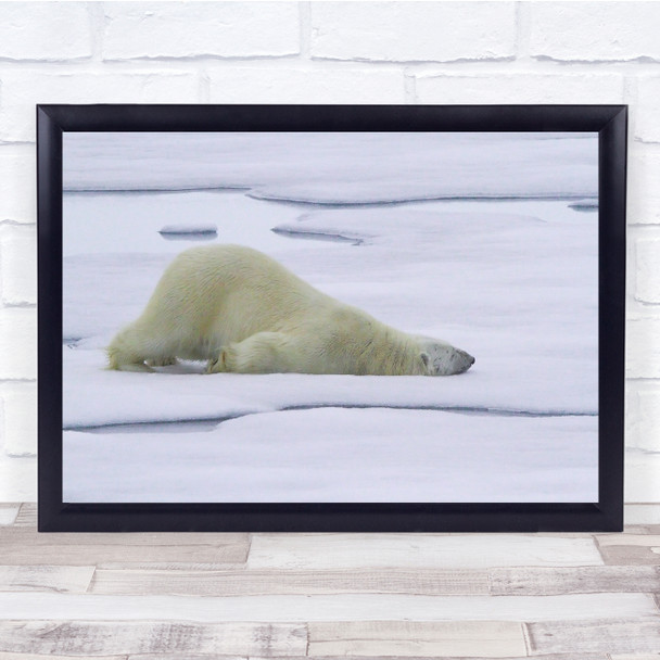 Land Polar Bear Tired Resting Sleeping Animal Wall Art Print