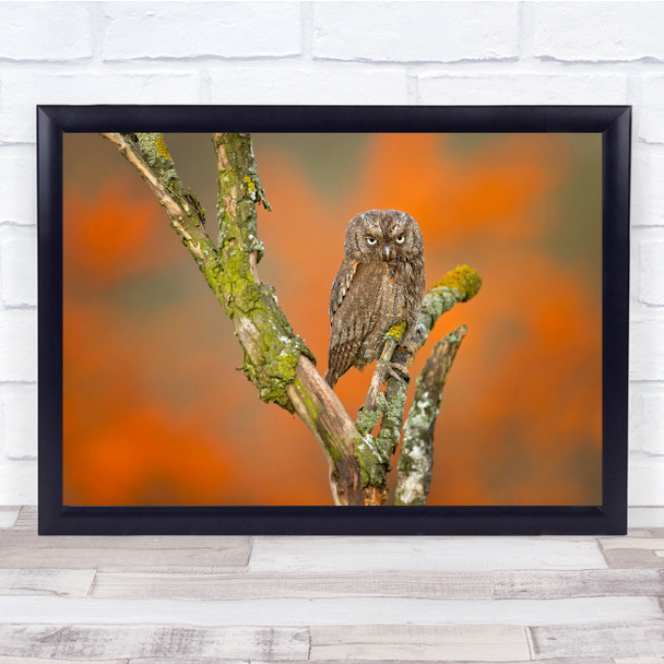 Nature Wild Life Eurasian Scops Owl on branch Wall Art Print