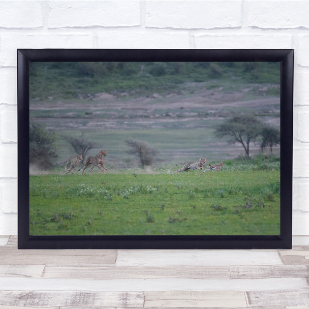 nature wildlife cheetahs chasing foal Hunting Wall Art Print