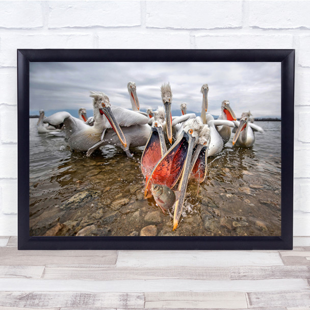 Pelicans Lake Wild Pelican Bird Wildlife Beak Wall Art Print