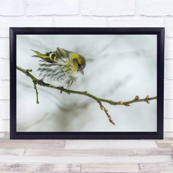 Siskin Winter Nature bird A Grey Cold Morning Wall Art Print