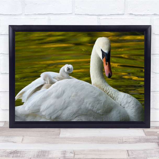 Swan Baby Swans Birds Wildlife Nature Animals Wall Art Print