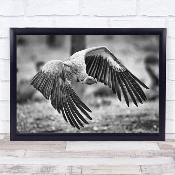 The Attack Bird Wings Flying Hunt Black White Wall Art Print