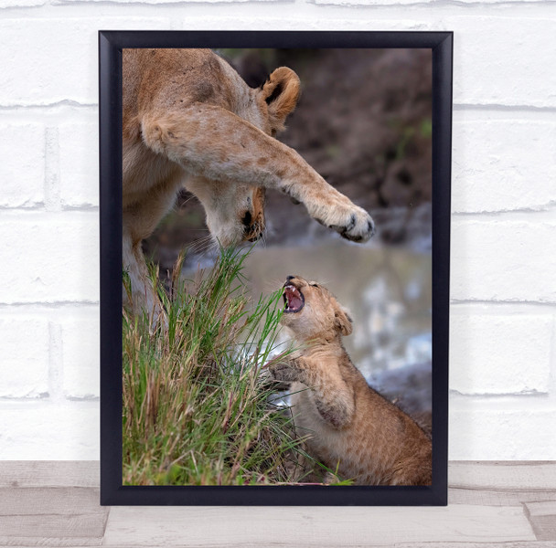 Behave, Son! Lioness and cub wildlife animal Wall Art Print