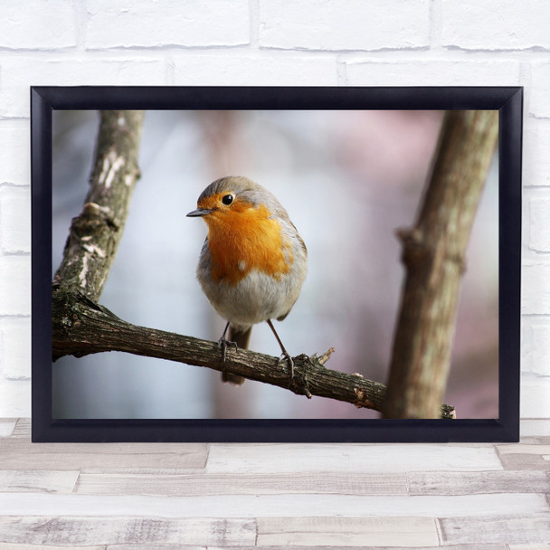 Bird robin On brach close up animal wildlife Wall Art Print