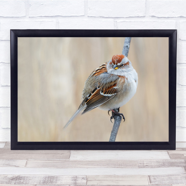 Bokeh Autumn Fall Brown bird Branch Wildlife Wall Art Print