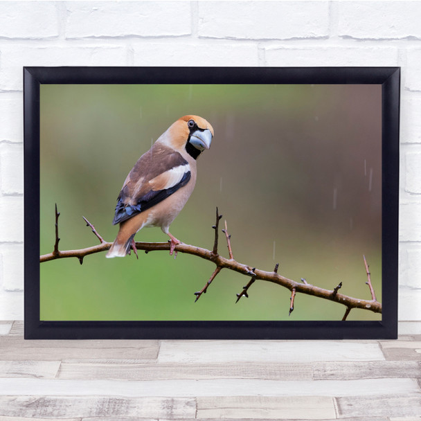 Hawfinch Birds Animal Wildlife Nature Branch Wall Art Print