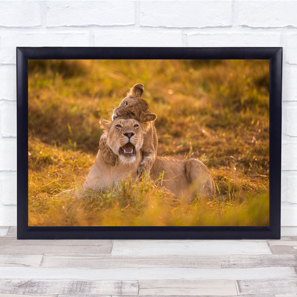 Head Bite Lioness and cub playing wilderness Wall Art Print