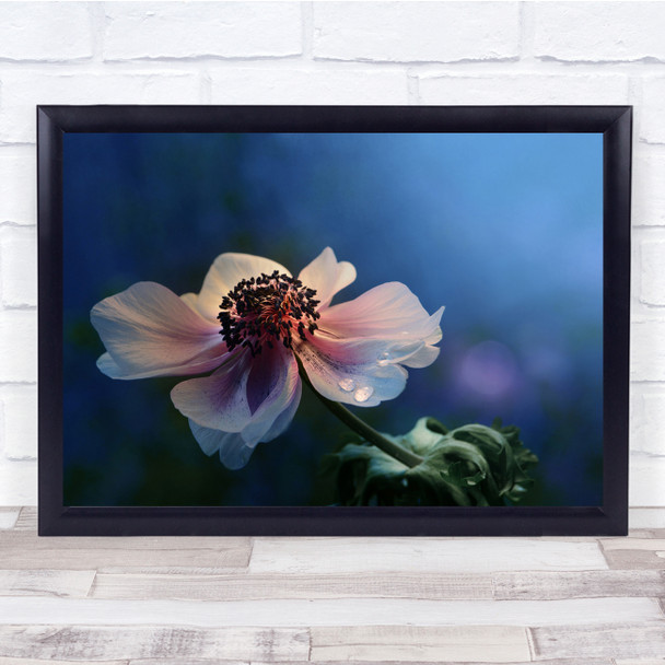 Macro Dark Closeup Colour Flower Blue Velvet Wall Art Print