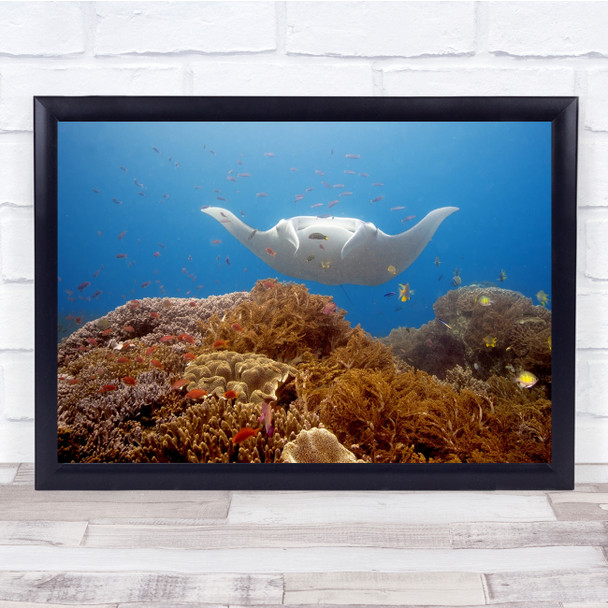 Manta Raja Papua West Ampat Natural Aquarium Wall Art Print