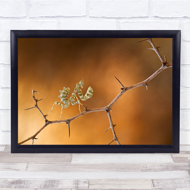 Mantis Praying Thorn Autumn Fall Twig Branch Wall Art Print