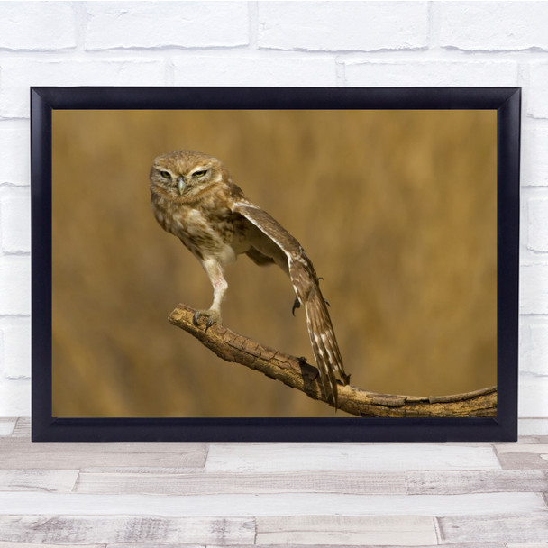 Owl Wing Bird Branch Wildlife Nature Animals Wall Art Print