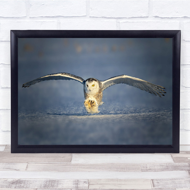 Preying Owl in flight action animal wildlife Wall Art Print