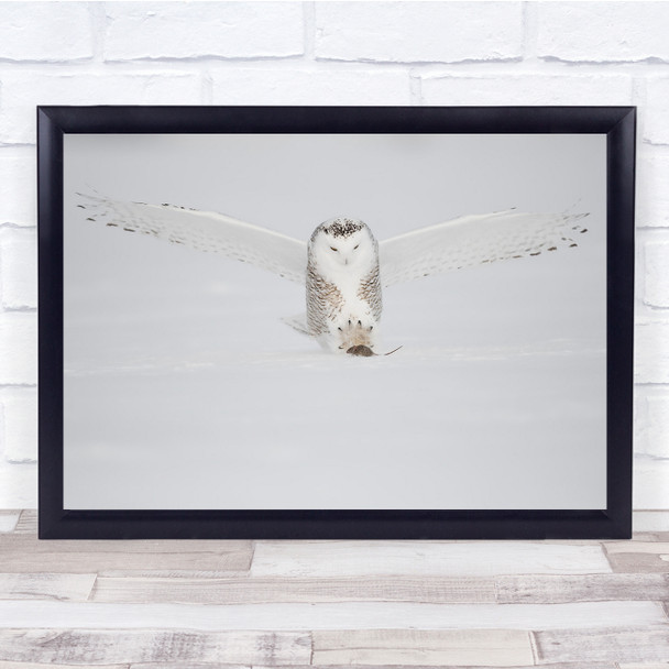 Snowy Owl Prey Mouse Hunt Hunter Canada Grab Wall Art Print
