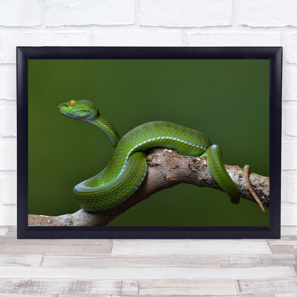 Trimeresurus Albolabris green snake wildlife Wall Art Print