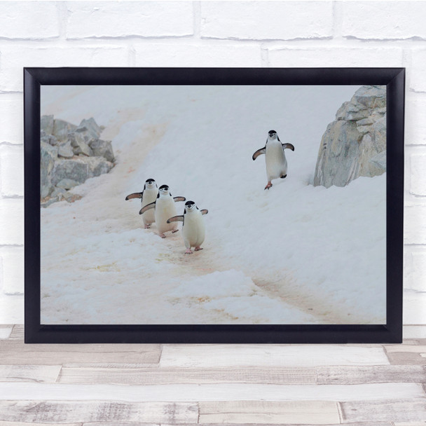 Wildlife Nature Animals Penguins Winter Snow Wall Art Print