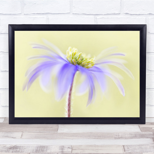 Anemone-Blanda Anemone Spring Flower Nature Wall Art Print