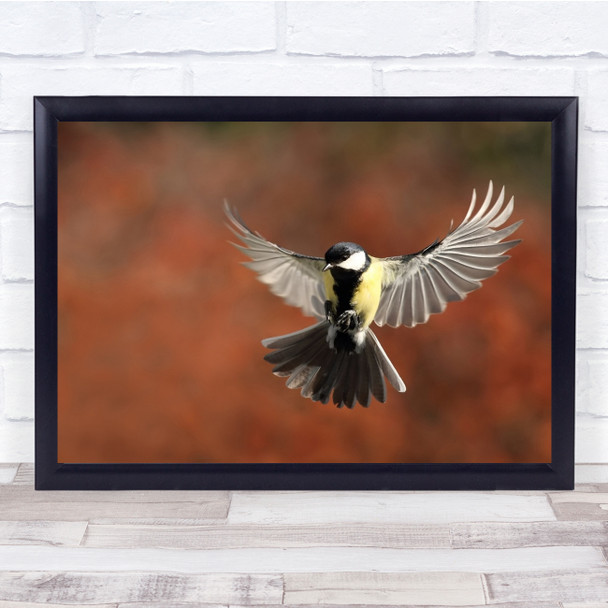 Bird Tit France Wings Flight Birds Wildlife Wall Art Print