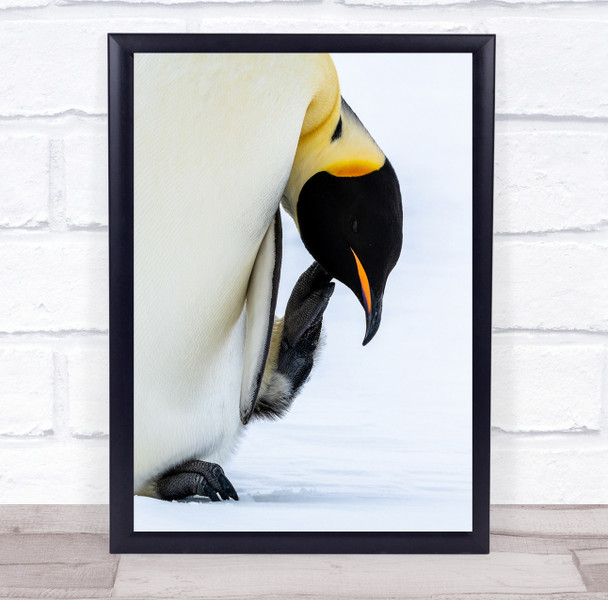 Birds Wildlife Antartica Scratching penguin Wall Art Print