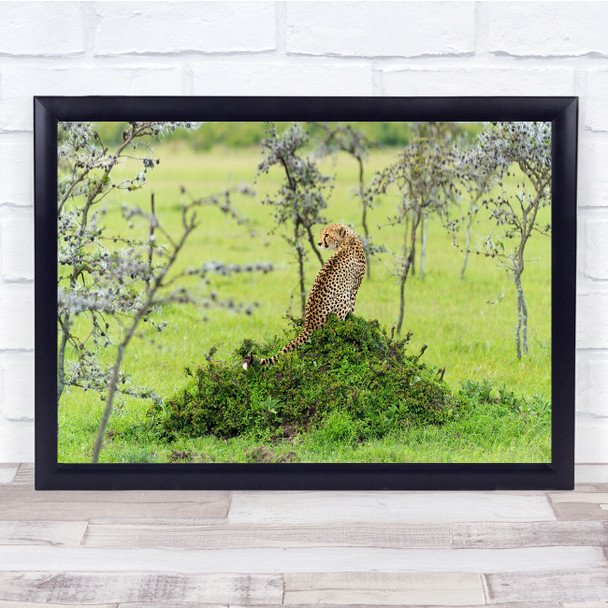 Cheetah Africa Kenya wildlife animal nature Wall Art Print