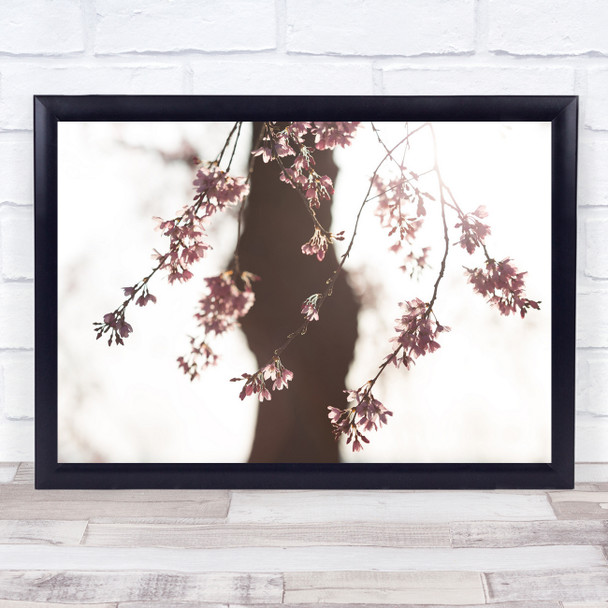 Japan Flowers Cherry blossoms Sakura Sidare Wall Art Print