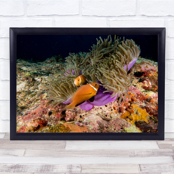 Sea reef fish gold orange Skunk Anemonefish Wall Art Print