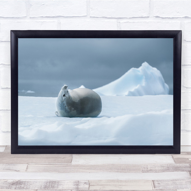 Antarctic Seal laying down Wildlife Nature Wall Art Print