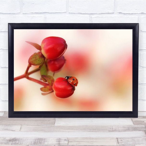 Ladybird Ladybug Macro Close-Up Red flower Wall Art Print