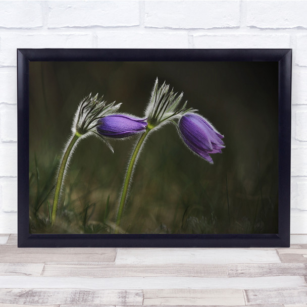 Plants Nature Purple Flowers Sweden Meadow Wall Art Print