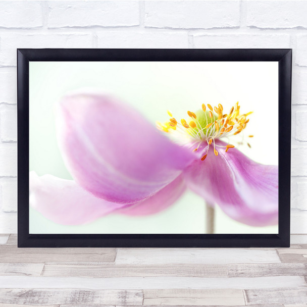 Windflower Summer Flower Garden Macro Pink Wall Art Print