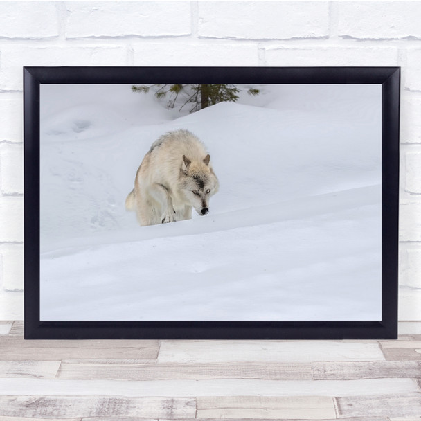 Wolf Winter Wildlife Nature jumping nature Wall Art Print