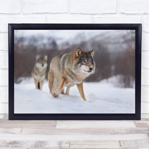 Wolves Animals Bokeh Snow nature landscape Wall Art Print