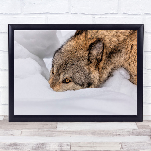 Wolves Snowy Fur Furry Animals Winter Cold Wall Art Print