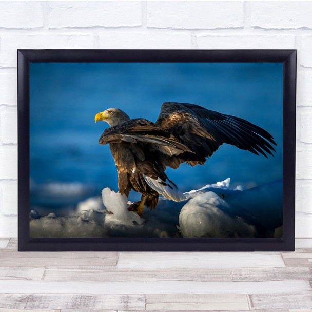 Eagles Birds Blue Wildlife Nature Animals Wall Art Print