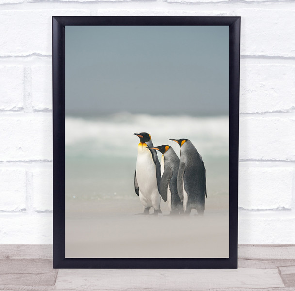 Falklands Penguins ice land cold wildlife Wall Art Print