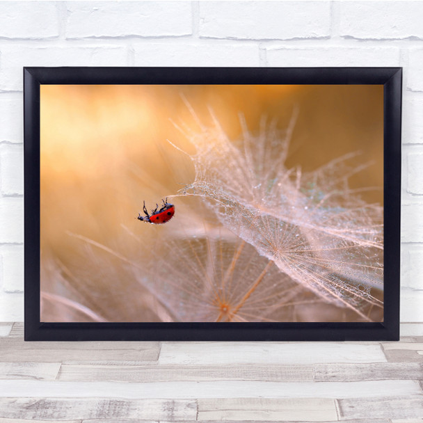Insect Ladybug Dandelion Rain Drops macro Wall Art Print