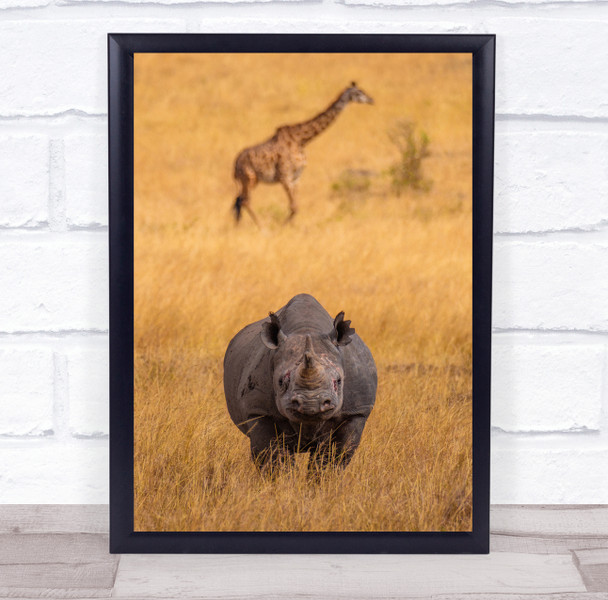 Rhino and giraffe desert wildlife animals Wall Art Print