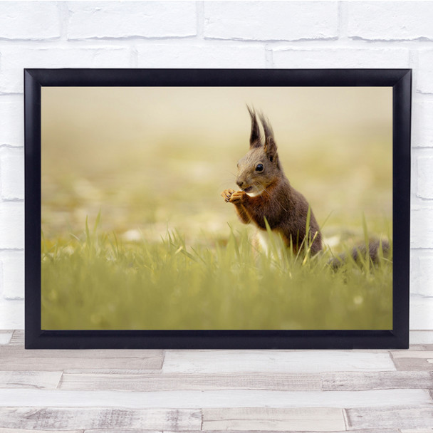 Squirrel Mammal Animal Wildlife in meadow Wall Art Print