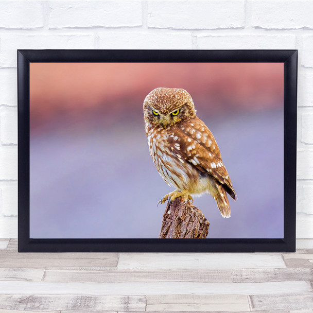 Wild Nature Animals Birds Bokeh Angry Owl Wall Art Print