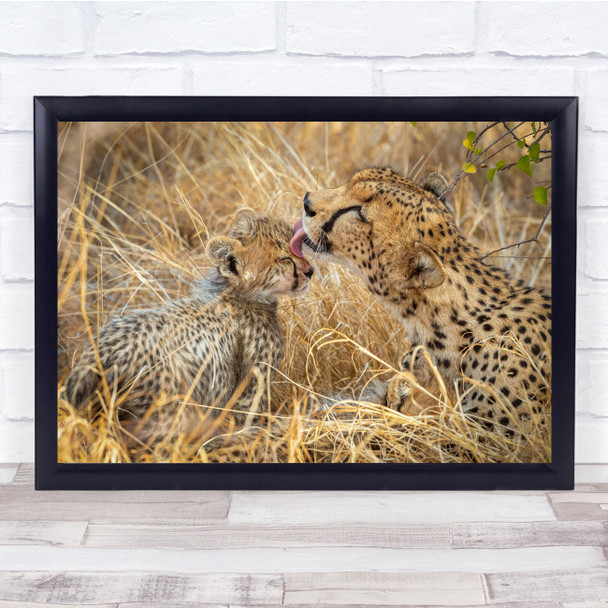 Cute Cub Cheetahs Mother caring cleaning Wall Art Print