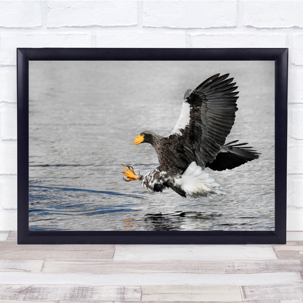 Eagle Bird Wild Nature flying over water Wall Art Print