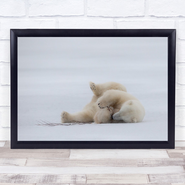 Lazy Play polar bear snow chewing branch Wall Art Print